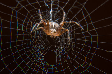 Spider on the spider web