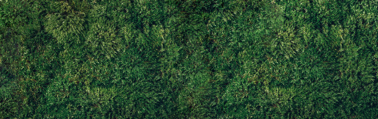 natural green moss background. top view. copy space. biophilic design. organic, wild nature concept.