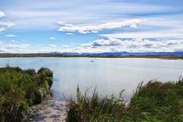 Wall Mural - Flamingo in Laguna Nimez Reserva in El Calafate, Patagonia, Argentina