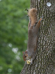 Sticker - Selective focus shot of a cute Fox squirrel in the tree