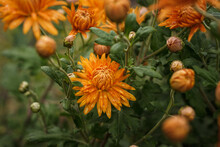 Orange Chrysanthemums With Dewdrops. Small Depth Of Field