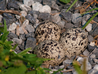 Killdeer nest on gravel