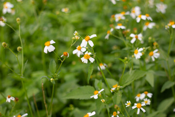 Wall Mural - field with white daisy flowers background. beautiful summer landscapes.