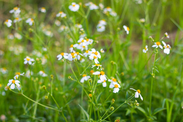 Wall Mural - field with white daisy flowers background. beautiful summer landscapes.