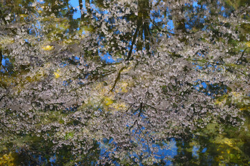 Canvas Print - 水面に映る満開の桜