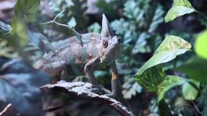 Wall Mural - Multicolor Chameleon closeup reptile with colorful bright skin. Exotic Tropical Pet