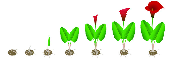 Canvas Print - Cycle of growth of calla lilies from a tuber on a white background.