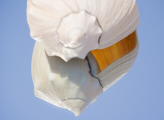 Canvas Print - Closeup of a big white shell cracked from a middle isolated on a light blue background