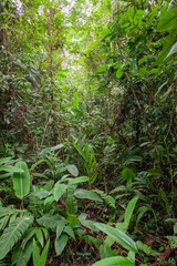 Poster - Jungle in National park Tortuego in Costa Rica