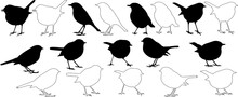 Silhouette And Outline Of Robin (Erithacus Rubecula), In Different Positions, Vector On White Background
