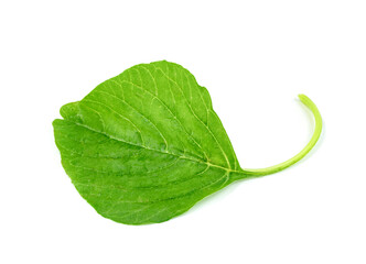 Canvas Print - Green spinach leaf or Amaranthus viridis  in Thailand  isolated on white background ,Green leaves pattern