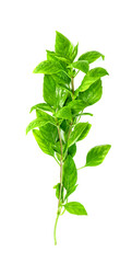 Wall Mural - leaf  fresh basil isolated on white background ,Green leaves pattern