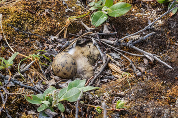 Eggs in nest of Arctic Tern (Sterna paradisaea) in Barents Sea coastal area, Russia