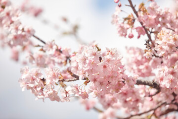 Wall Mural - 河津桜