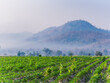 Landscape images of white clouds, blue sky and fog in the morning cover green rice fields and mountain range, that beautiful nature background and travel attractions in Thailand.