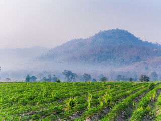 Wall Mural - Landscape images of white clouds, blue sky and fog in the morning cover green rice fields and mountain range, that beautiful nature background and travel attractions in Thailand.