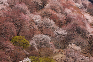 Poster - 吉野の桜