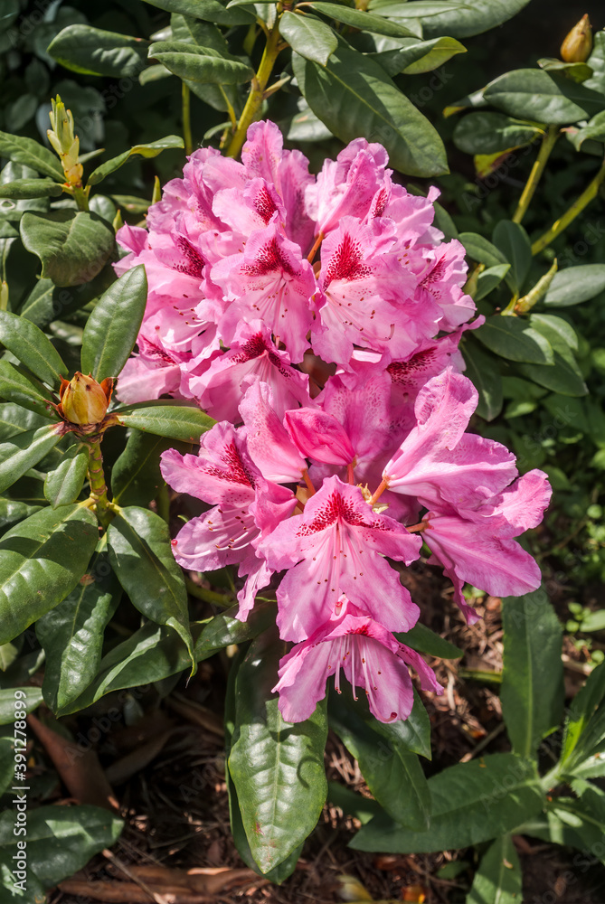 Rhododendron 'Cosmopolitan' (Rhododendron caucasicum  R. ponticum var.  album) x (R. arboreum x R. catawbiense) in garden, Moscow region, Russia  Stock Photo | Adobe Stock