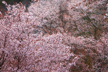 Wall Mural - 吉野の桜の夜明け