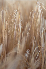 Field of ripe wheat