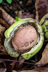 Wall Mural - Close up of a ripe walnut inside the green shell fell to the floor among the dried leaves.