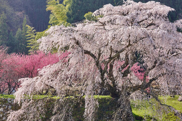 Canvas Print - 又兵衛桜