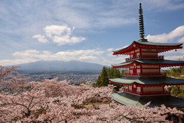 Canvas Print - 新倉山浅間神社の桜