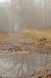 Jesienna ścieżka w lesie  z mgłą