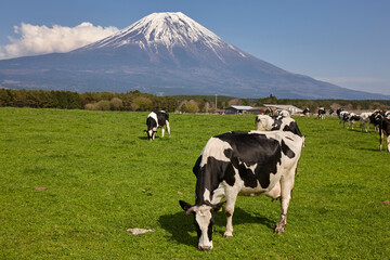 Wall Mural - 朝霧高原の牛と富士山