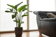 Strelitzia nicolai in pot next to a couch.
