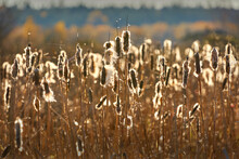 Cattail Plants Seeding. Cattails Exploding And Spreading Seeds In The WInd.

