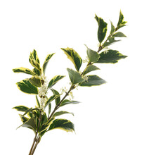 Holly Osmanthus Branch