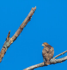 Wall Mural - Red tailed hawk with branches and a blue sky