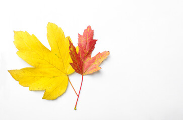 Colorful autumn leaves on white background, top view