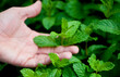© Andrew Scrivani - Close up of hand between fresh mint leaves