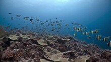 Huge School Of Yellow Fish Hunted Over Reef By Sharks At Spawning Aggregation