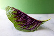 © Andrew Scrivani - Close up of amaranth leaf