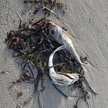 Two Dead Fish On A Beach, Isolated On Sand And Seaweed. Environmental Damage Or Pollution Concept.