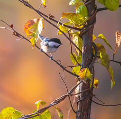 Wall Mural - Black-capped chickadee on a branch