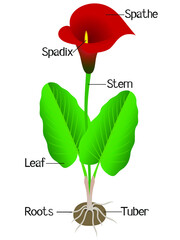 Wall Mural - Parts of calla plant on a white background.