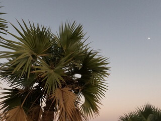 The Lala palm - Hyphaene ; A colorful fruits, round flat, hard shell with seed inside. bunch together on strong and long terminal pole, hanging on high tree. close up, natural sunlight.