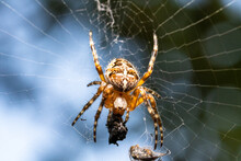 The Spider's Prey, Stuck To Its Web, Is Now Eaten, Macro.