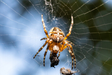 The spider's prey, stuck to its web, is now eaten, macro.