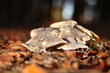 canvas print picture - Pilze im herbstlichen Wald inmitten von Laub