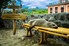 Sea Lion Sleeping Galapagos