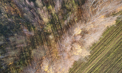 Wall Mural - Orange color autumn forest