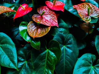 Wall Mural - Beautiful abstract color black and green flowers on black background,red and pink flower on green leaves texture, green background, colorful graphics banner 