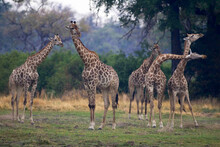Small Group Of South African Giraffes, Camalopardalis Giraffa, Moremi Reserve, Botswana, Africa.