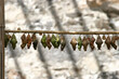 Pupae of exotic butterflies weigh on a branch. Artificial breeding of exotic butterflies