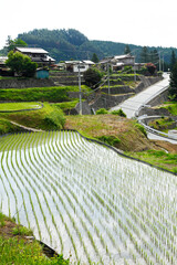 Canvas Print - 平林の棚田（富士川町）